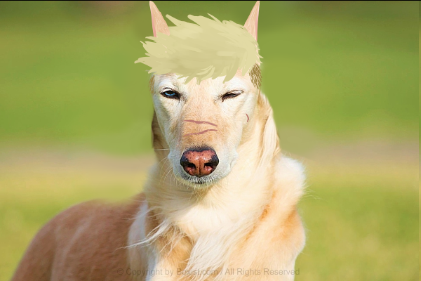 Clint Barton. It's a tradition for me now to do draw-overs of real animals while making my furry Marvel ref sheets